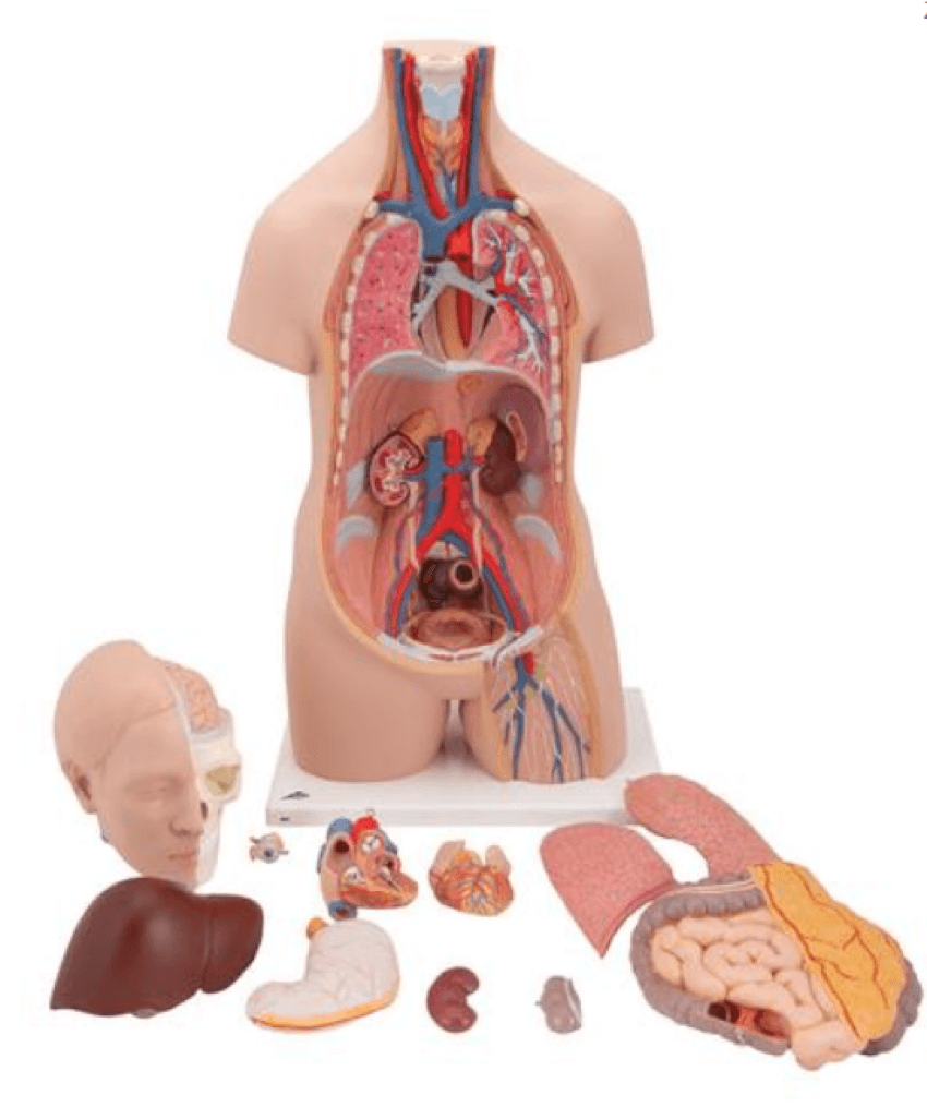 3B Scientific Human Anatomy - Les Cartes Squelettes Humains, Plastifié, 1