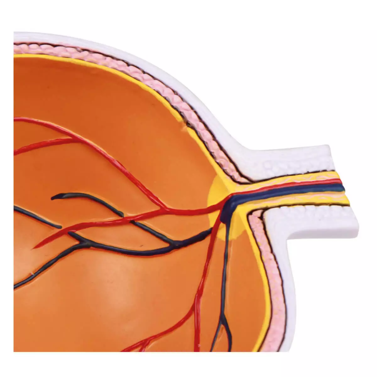  Modèle anatomique d’œil agrandi – EZ Augmented Anatomy