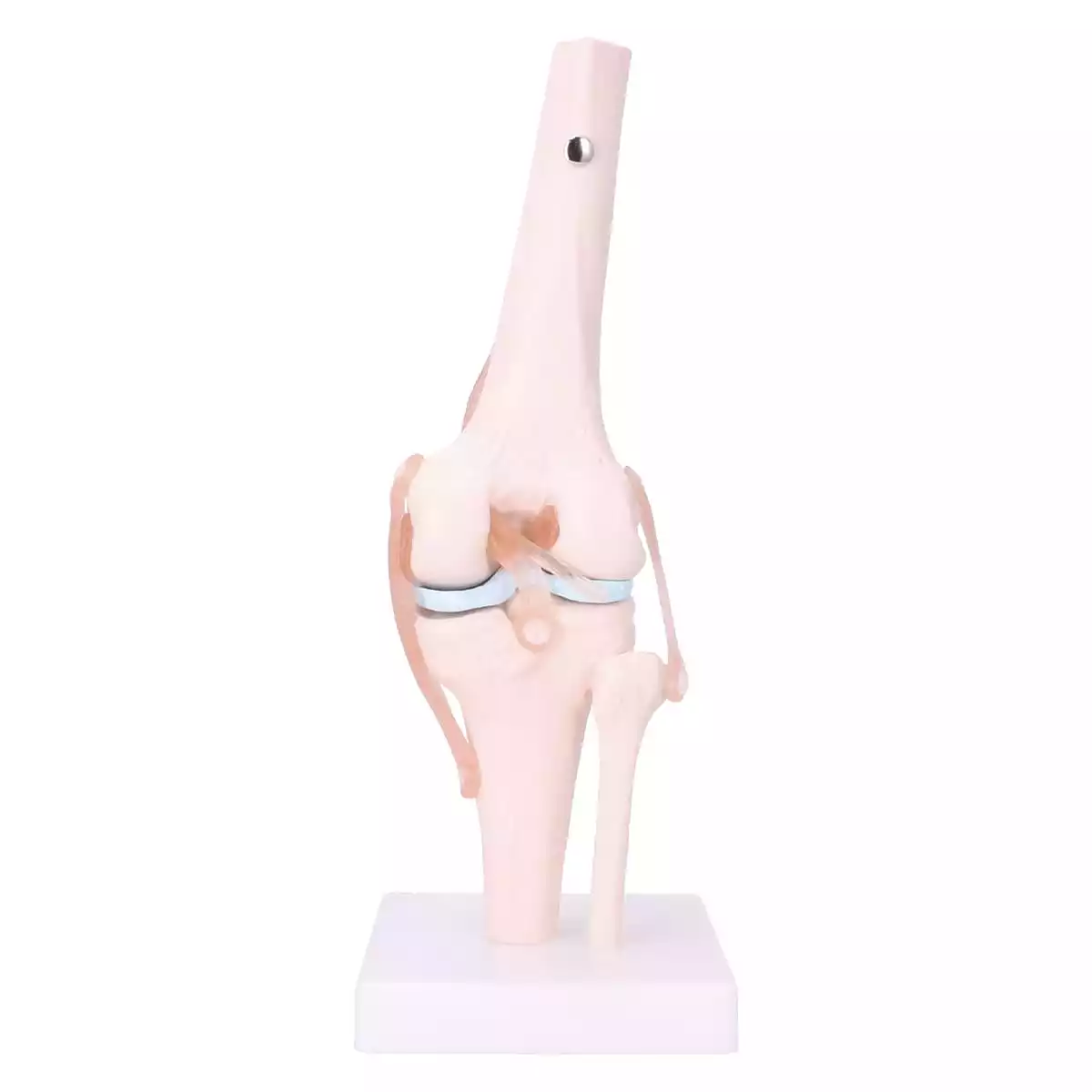  Modèle articulé du genou