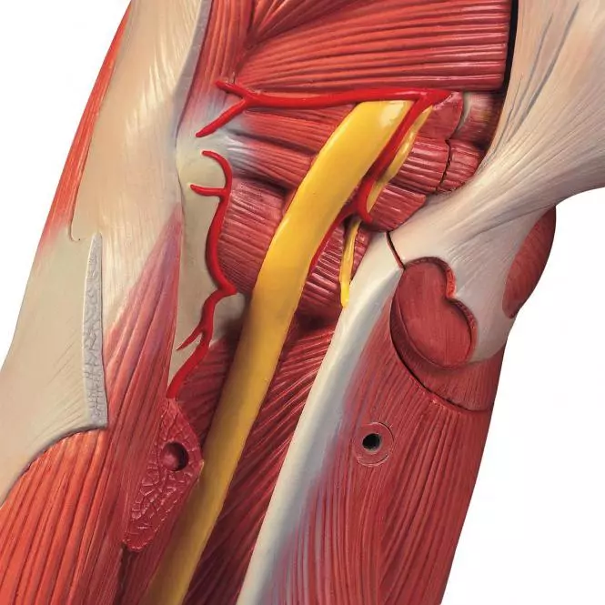 Modèle musculaire à deux sexes Modèle musculaire à deux sexes