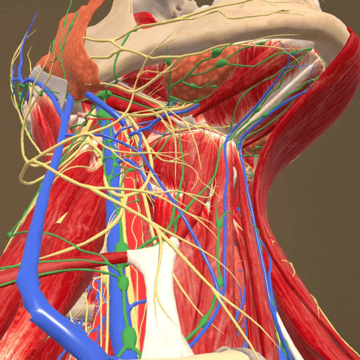 Application d’anatomie en réalité mixte « Corpus » pour Meta Quest 3/3S Application d’anatomie en réalité mixte « Corpus » pour Meta Quest 3/3S