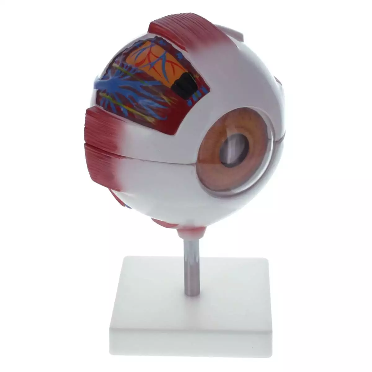  Modèle anatomique d'oeil