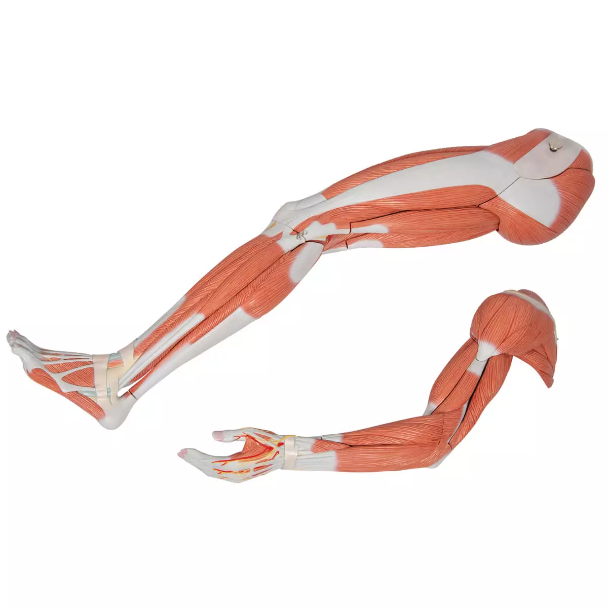 Modèle musculaire à deux sexes Modèle musculaire à deux sexes