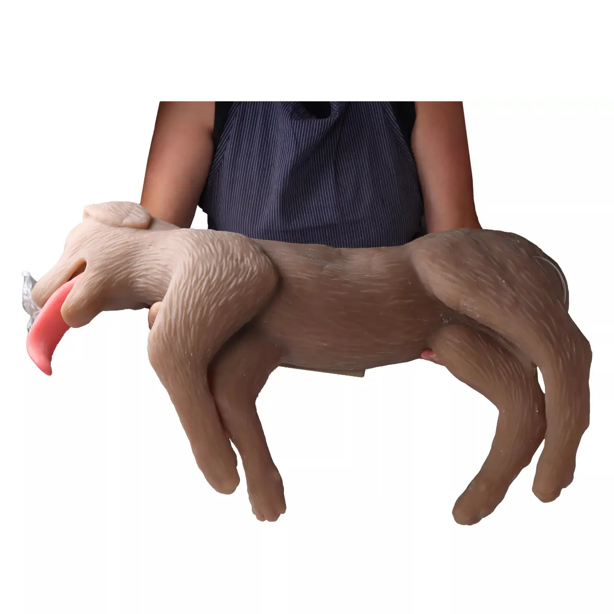  Mannequin de réanimation chez le chien « CooPeR »