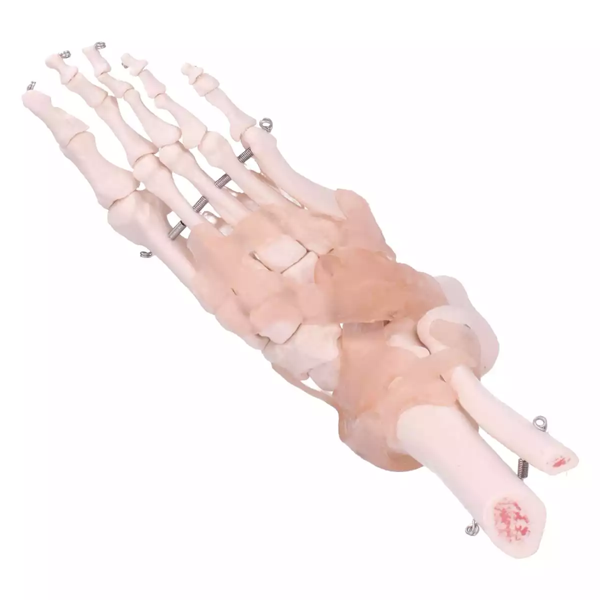  Modèle anatomique du pied
