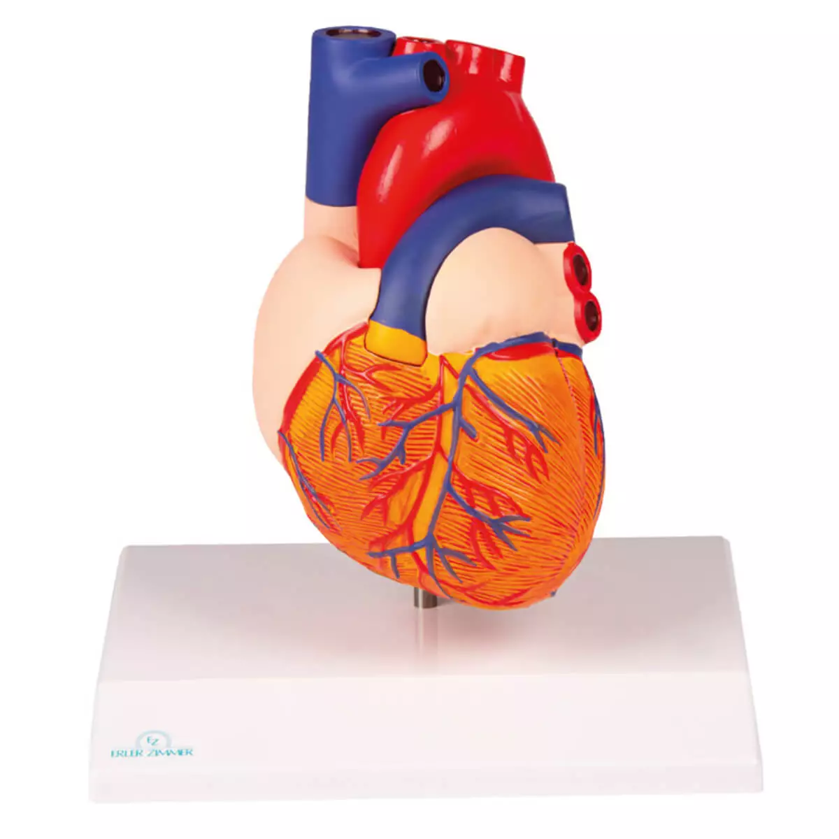  Modèle du cœur – EZ Augmented Anatomy