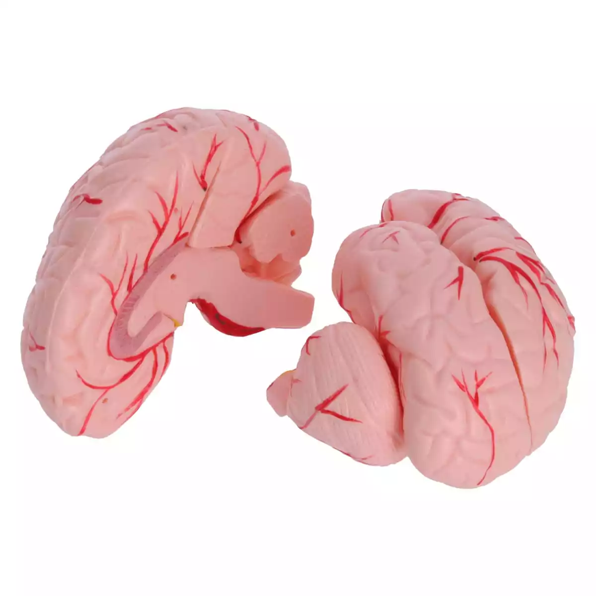  Modèle de tête anatomique avec cerveau