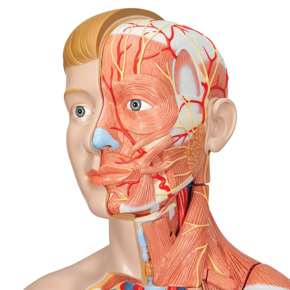 Modèle musculaire à deux sexes Modèle musculaire à deux sexes