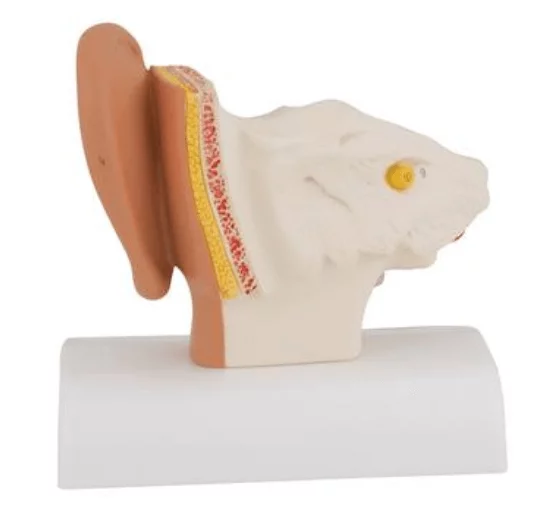  Modèle anatomique d'oreille