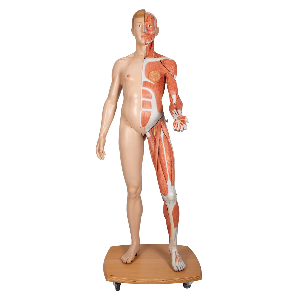  Modèle musculaire à deux sexes