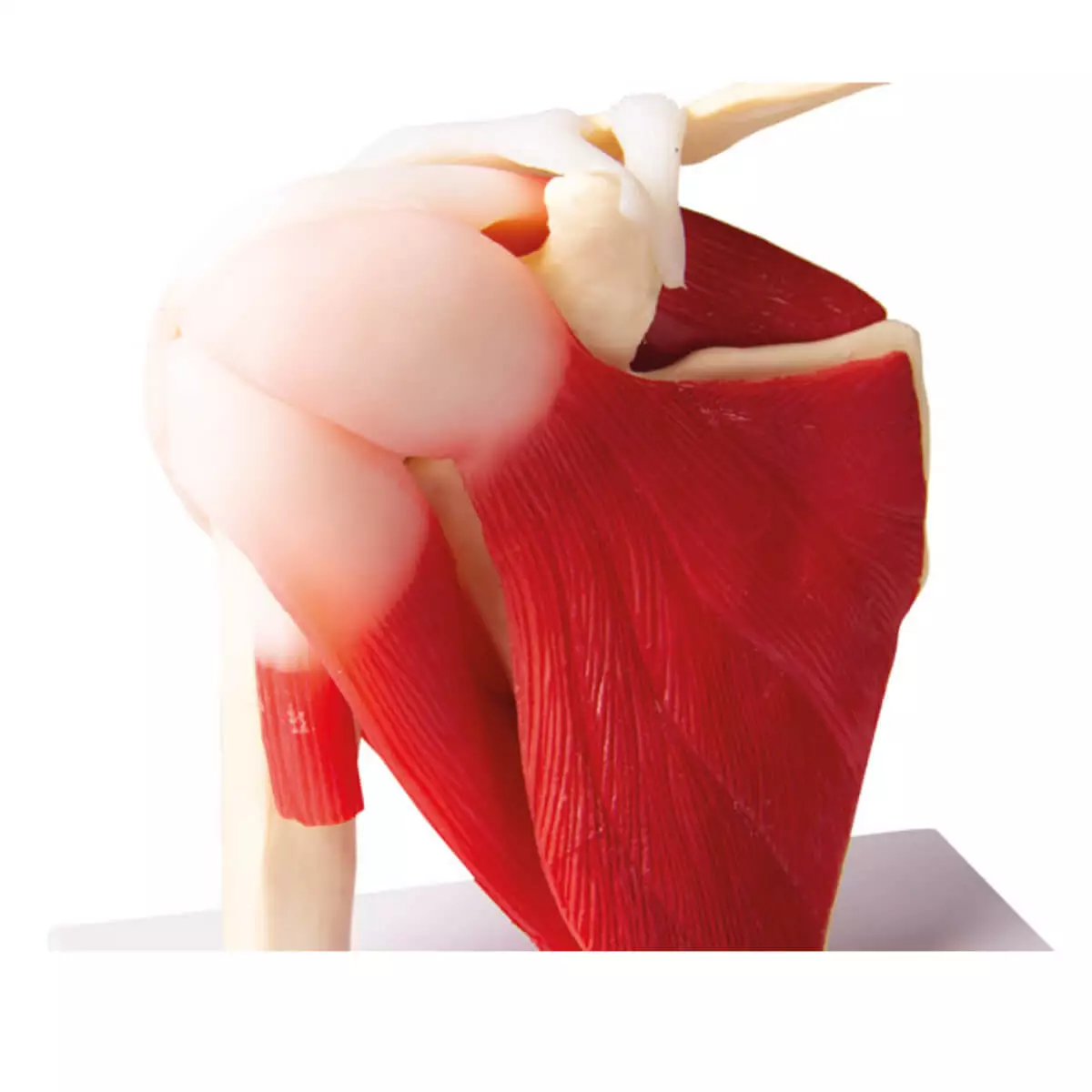  Modèle articulation de l’épaule avec muscles