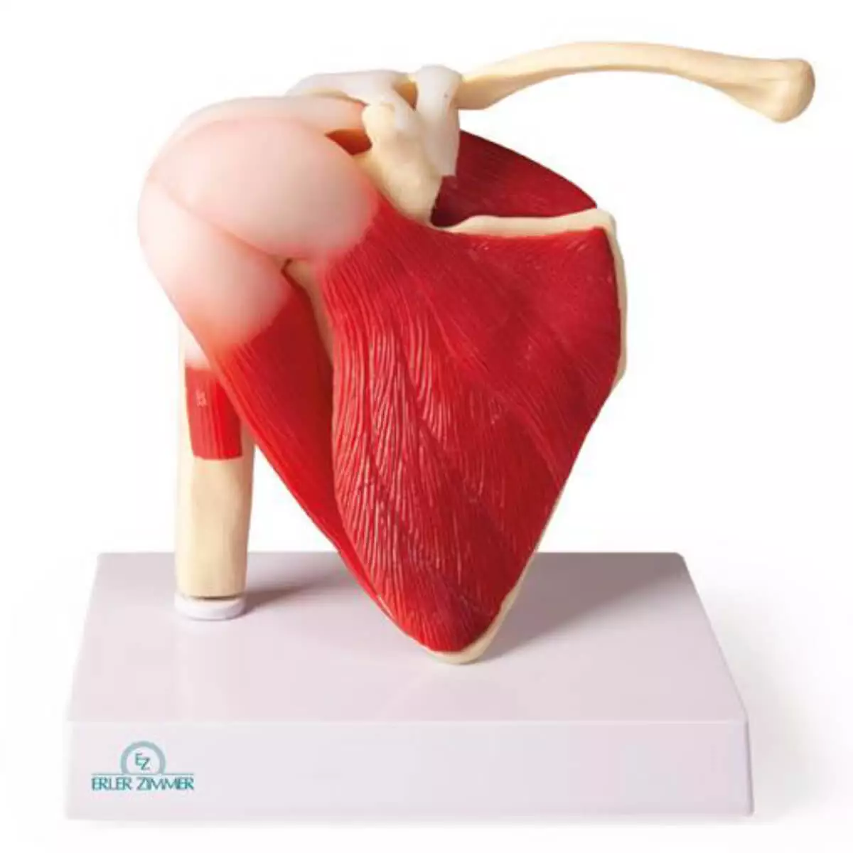  Modèle articulation de l’épaule avec muscles
