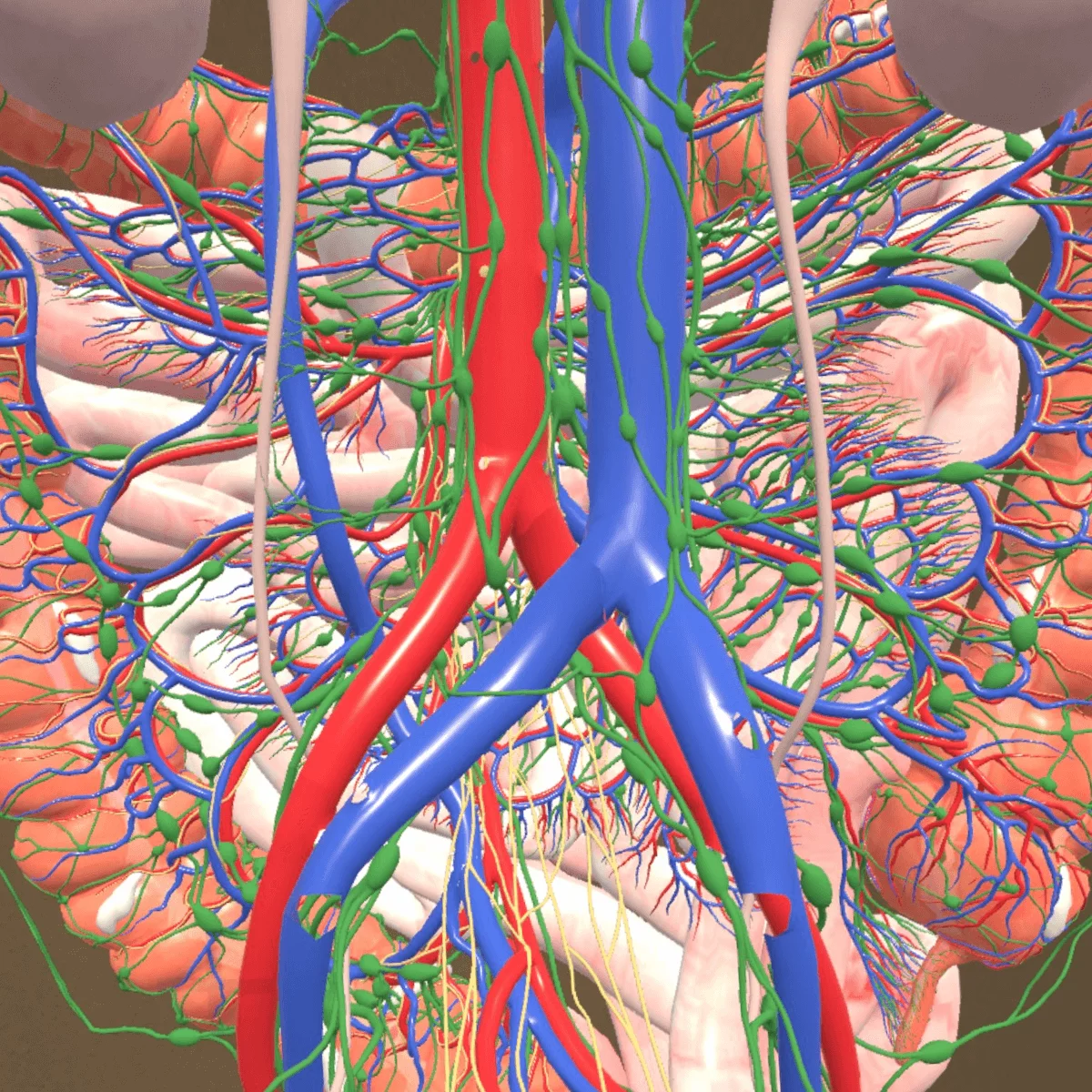 Application d’anatomie en réalité mixte « Corpus » pour Meta Quest 3/3S Application d’anatomie en réalité mixte « Corpus » pour Meta Quest 3/3S