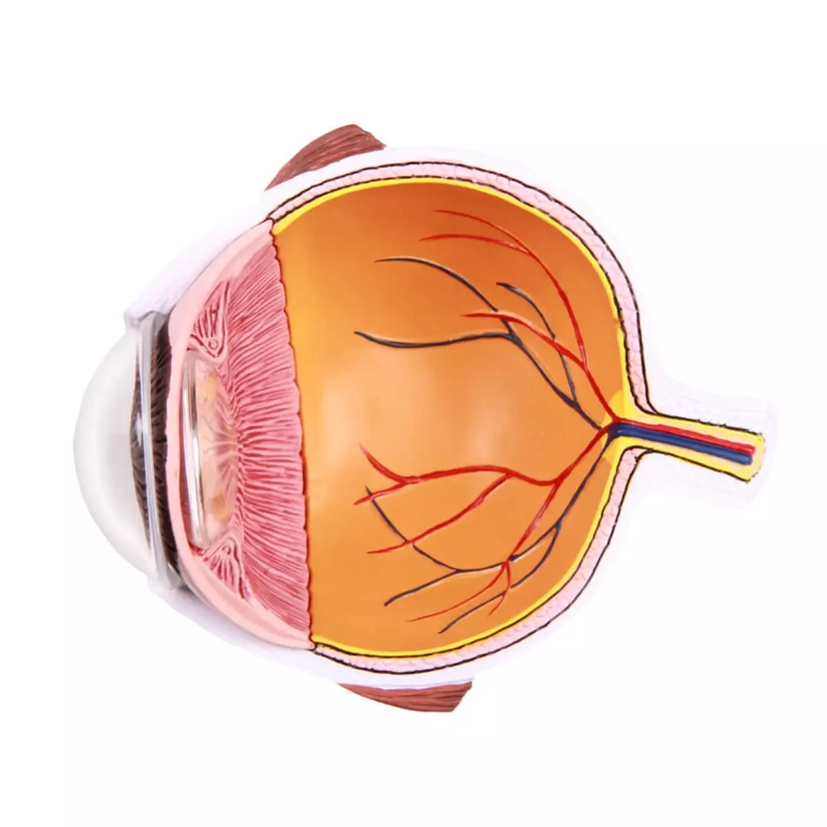  Modèle anatomique d’œil agrandi – EZ Augmented Anatomy