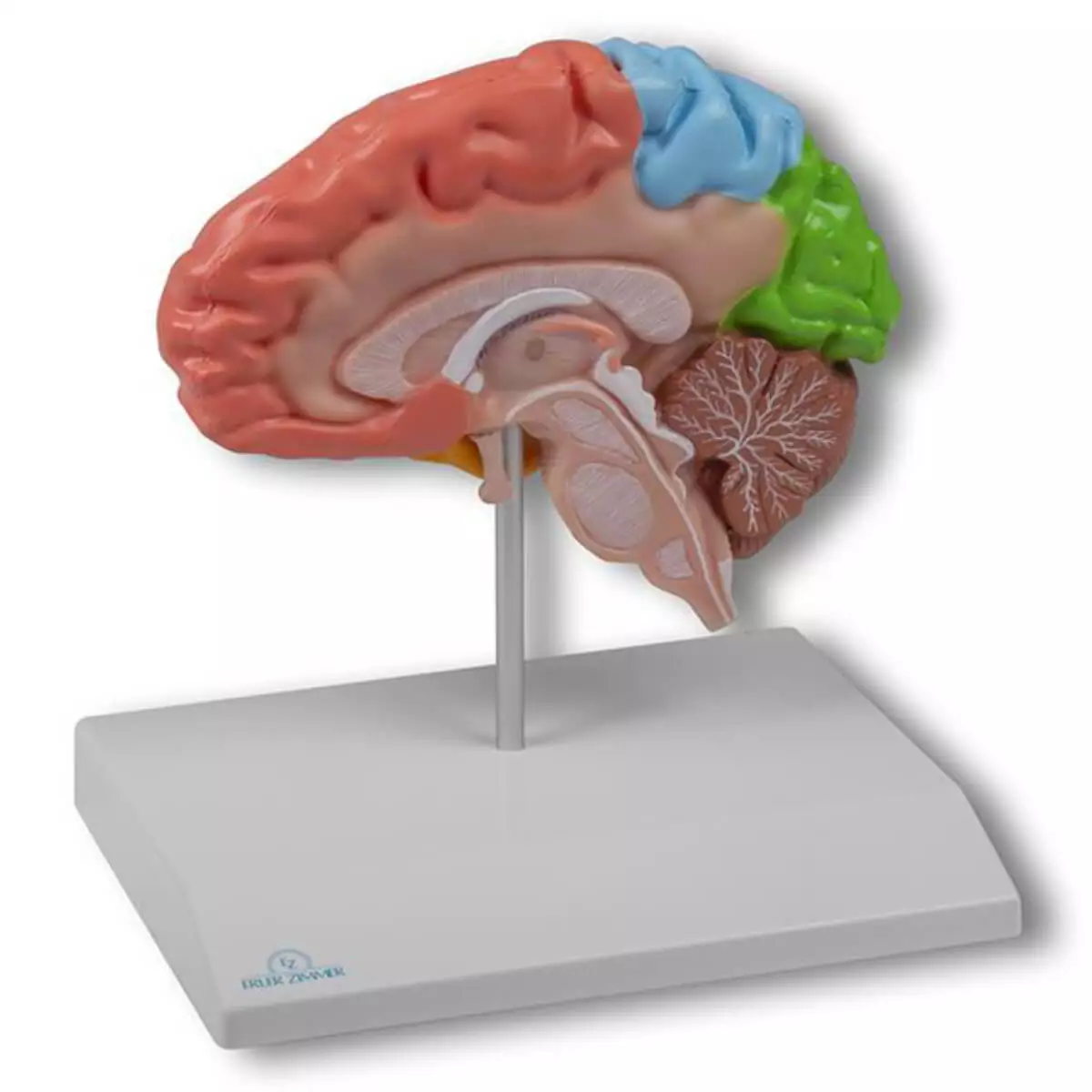  Modèle d’hémisphère cérébral régional – EZ Augmented Anatomy
