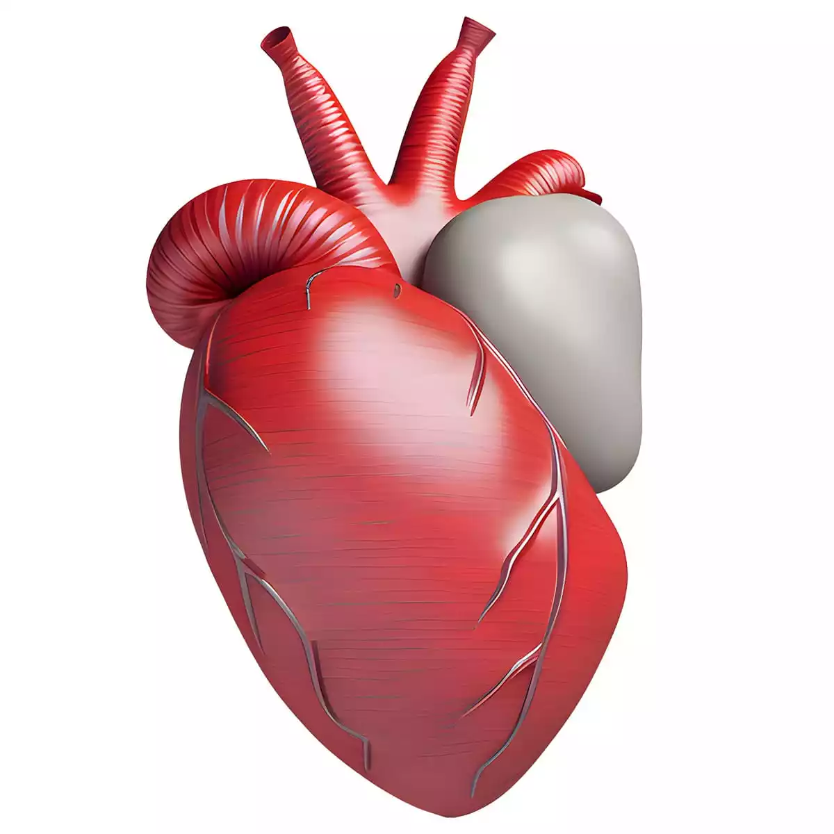 Stéthoscopes de cardiologie