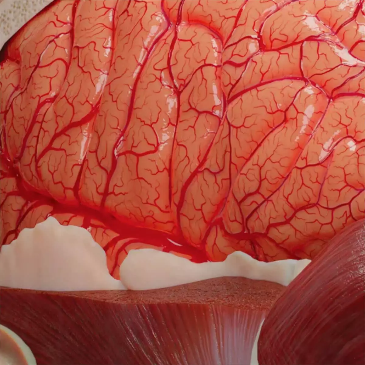  AnatomyARt Tabula Anatomica III