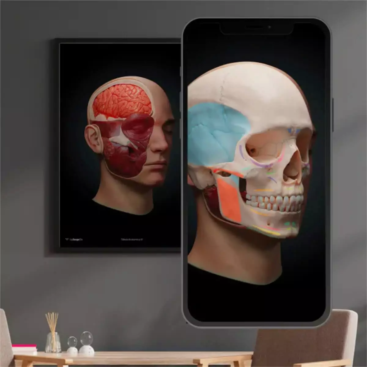  AnatomyARt Tabula Anatomica III