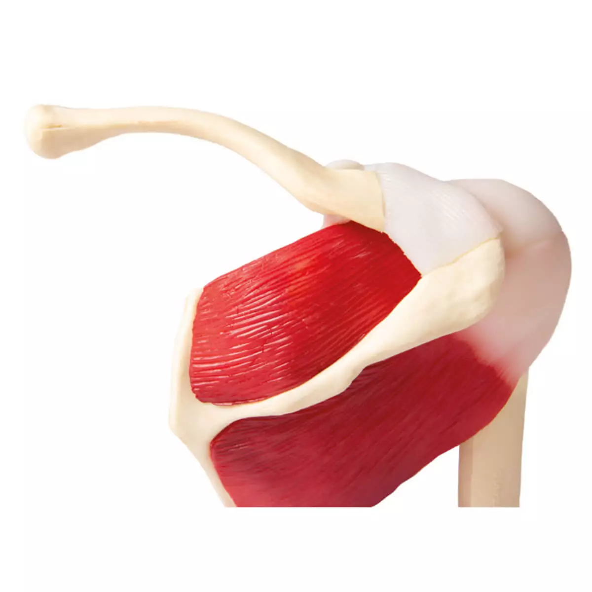  Modèle articulation de l’épaule avec muscles