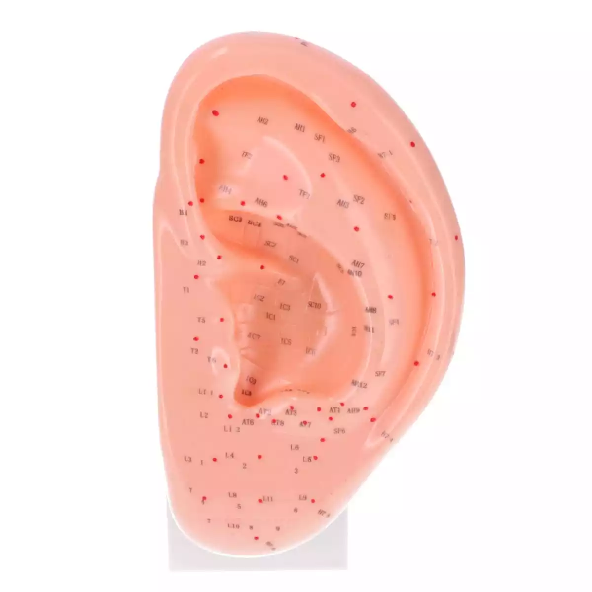  Modèle d'acupuncture de l'oreille