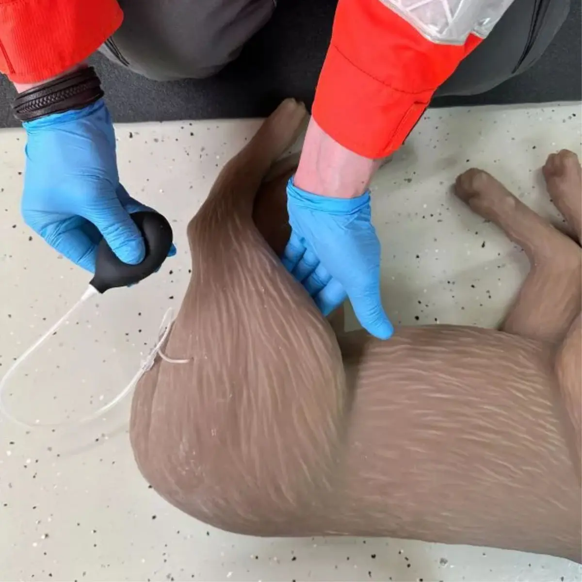  Mannequin de réanimation chez le chien « CooPeR »