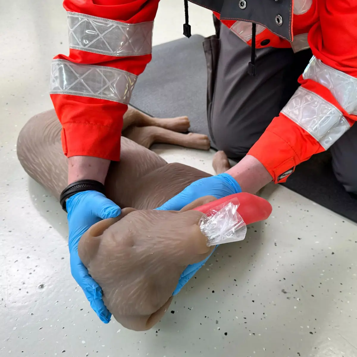  Mannequin de réanimation chez le chien « CooPeR »