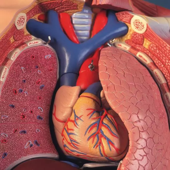 Modèle musculaire à deux sexes Modèle musculaire à deux sexes