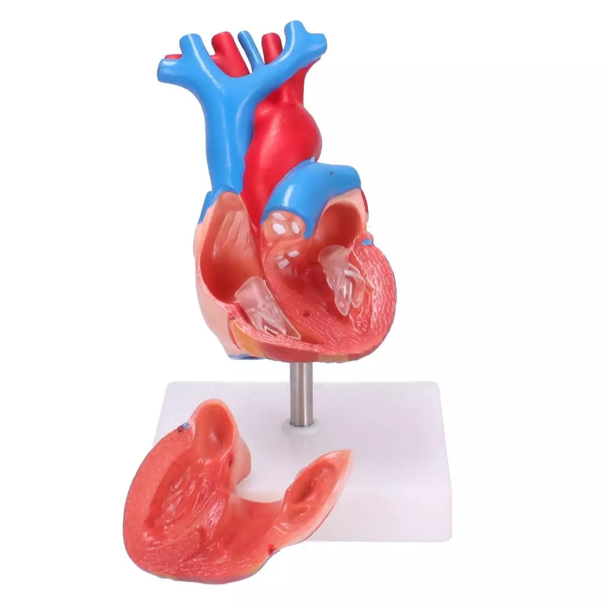  Modèle anatomique du coeur