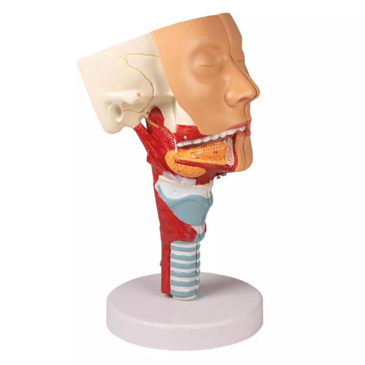  Modèle de tête avec pharynx et larynx
