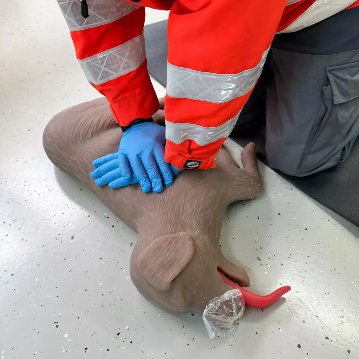  Mannequin de réanimation chez le chien « CooPeR »