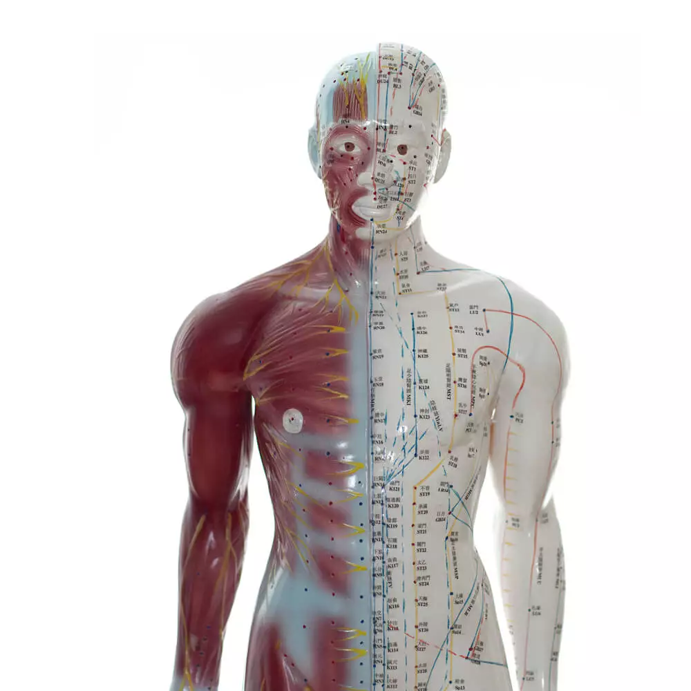 Modèle d'acupuncture masculin Modèle d'acupuncture masculin