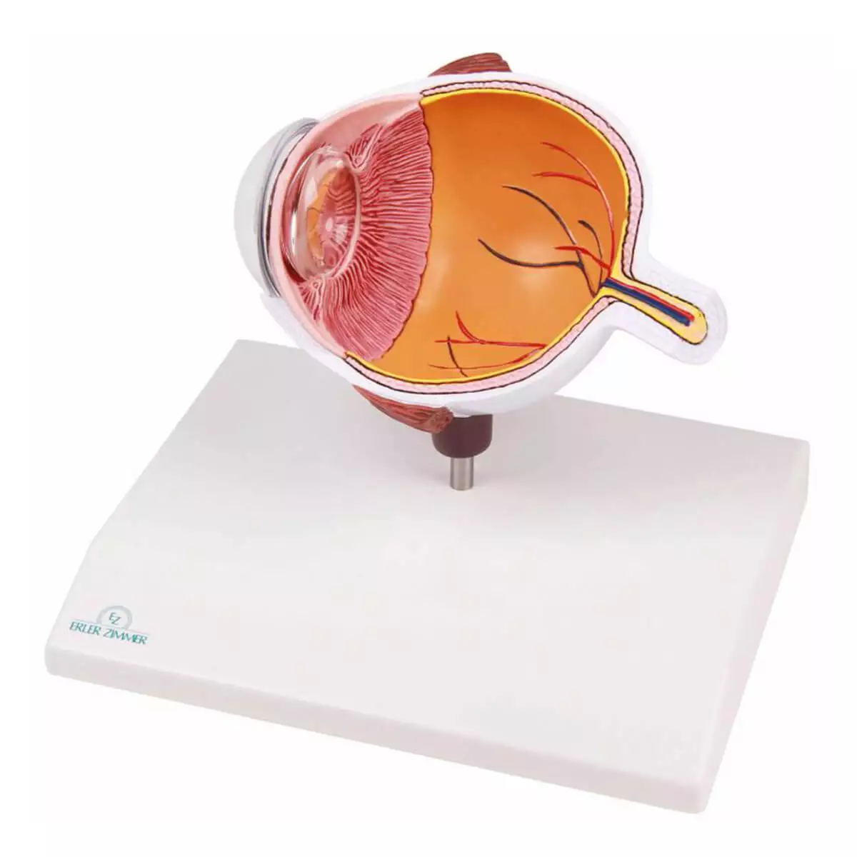  Modèle anatomique d’œil agrandi – EZ Augmented Anatomy