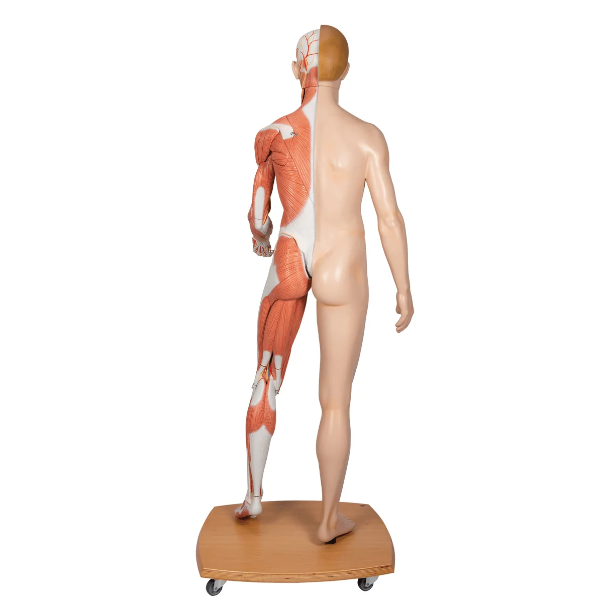 Modèle musculaire à deux sexes Modèle musculaire à deux sexes