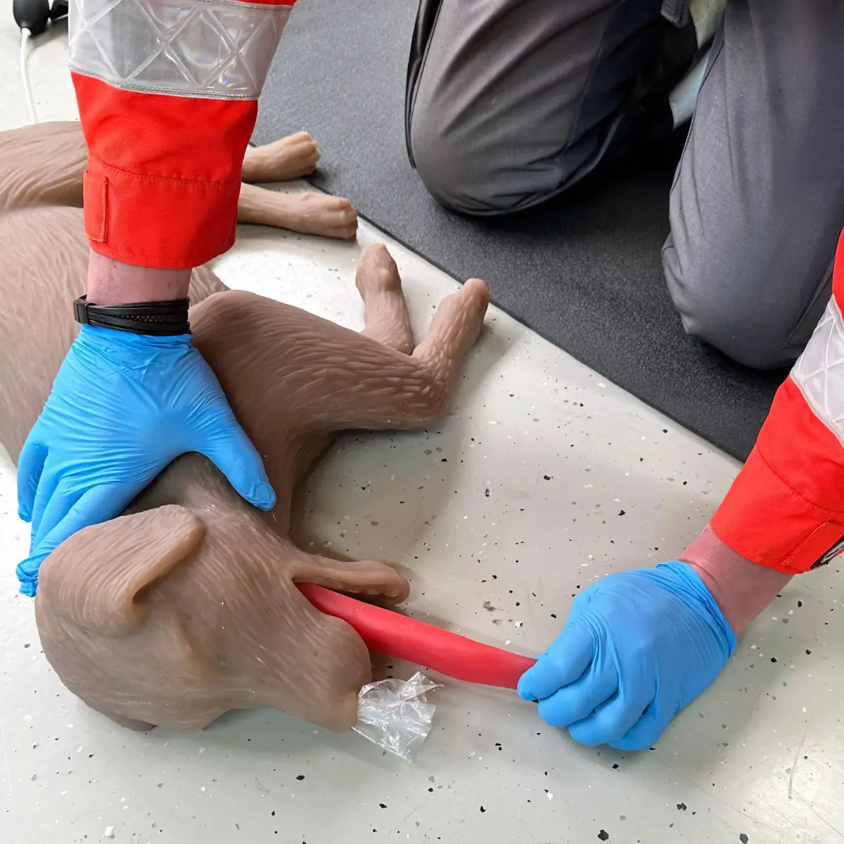  Mannequin de réanimation chez le chien « CooPeR »