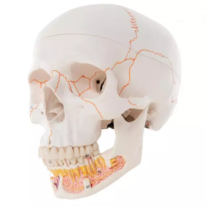  Modèle anatomique crâne/mandibule détaillée