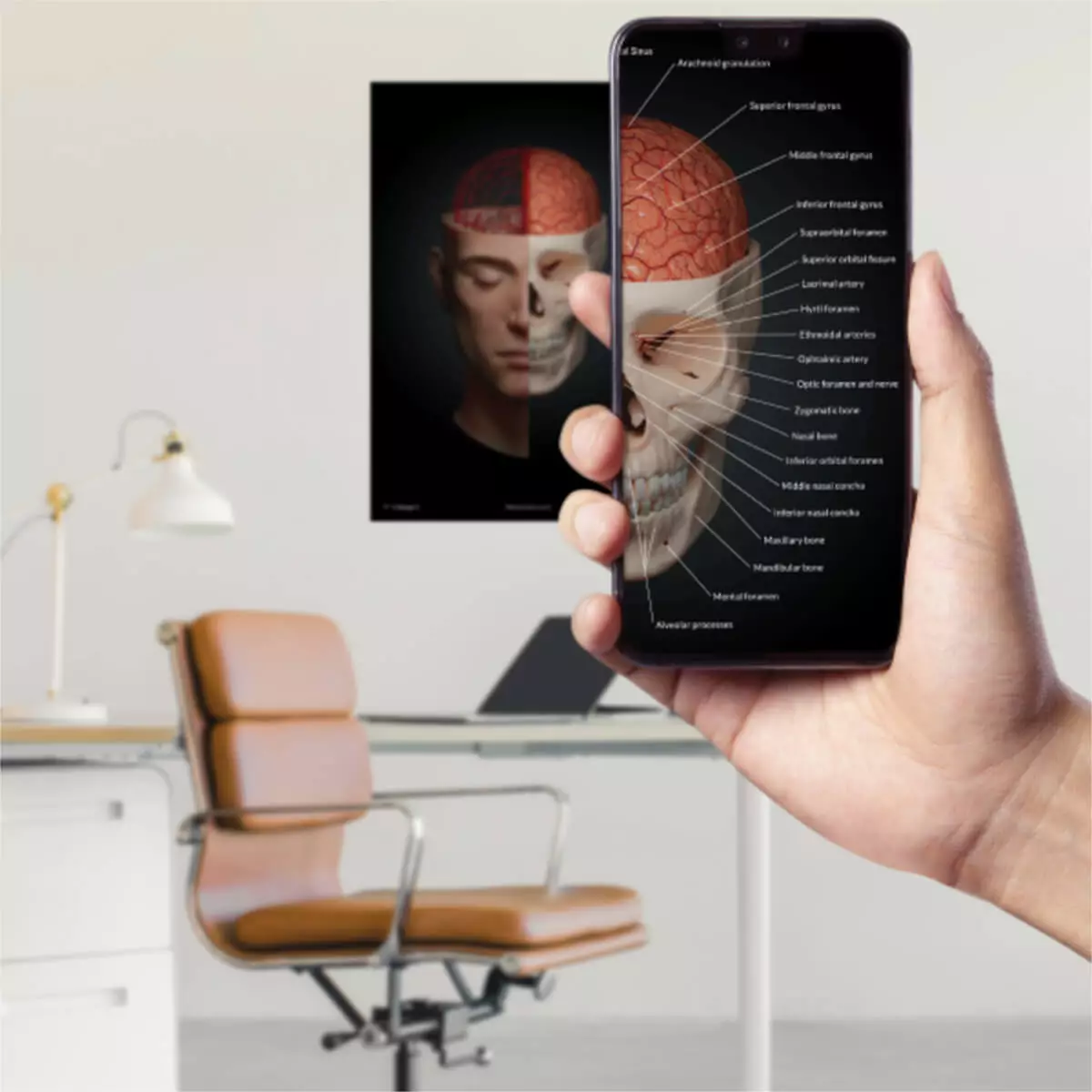  AnatomyARt Tabula Anatomica II