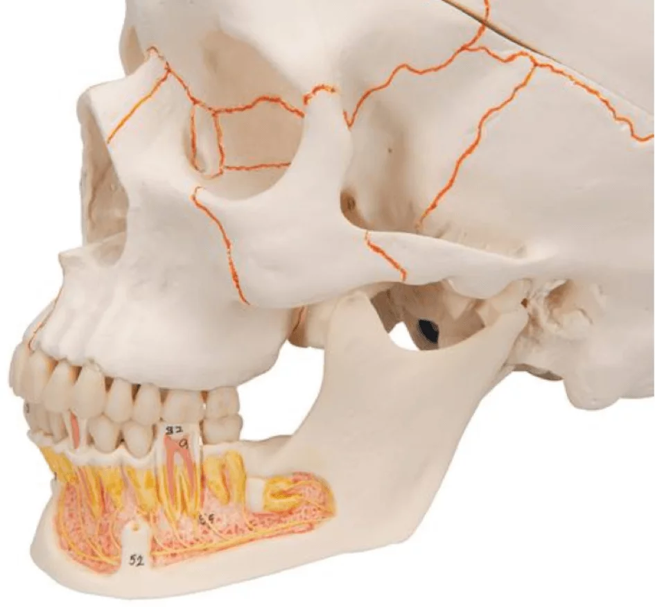  Modèle anatomique crâne/mandibule détaillée