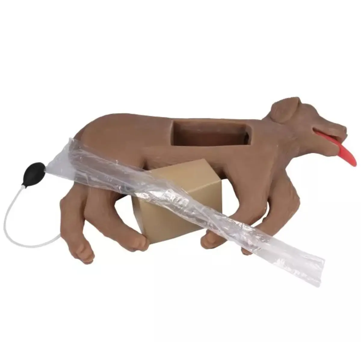  Mannequin de réanimation chez le chien « CooPeR »