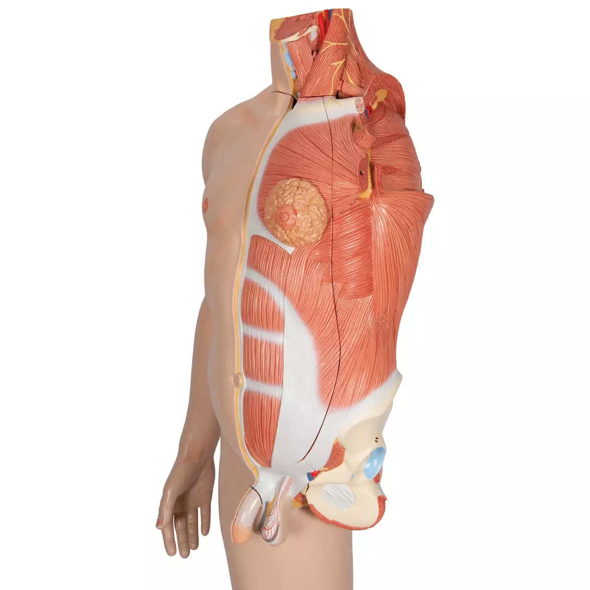 Modèle musculaire à deux sexes Modèle musculaire à deux sexes