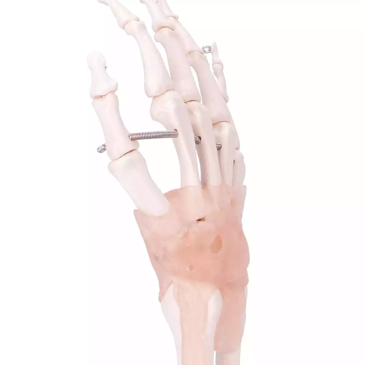  Squelette de la main avec ligaments