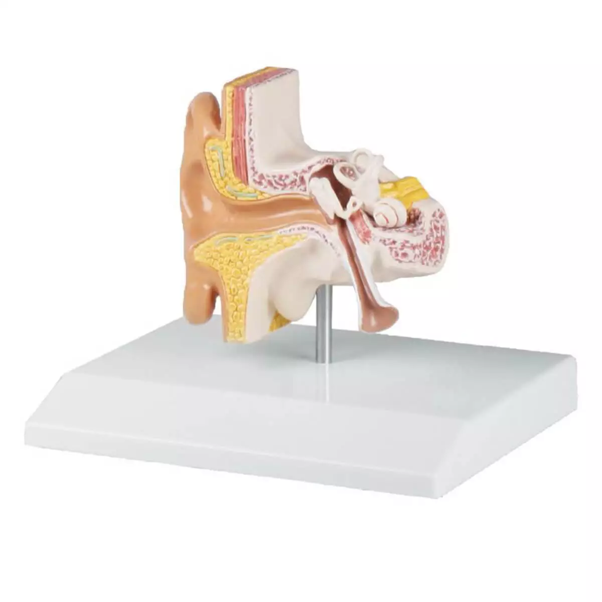  Modèle d’oreille – EZ Augmented Anatomy