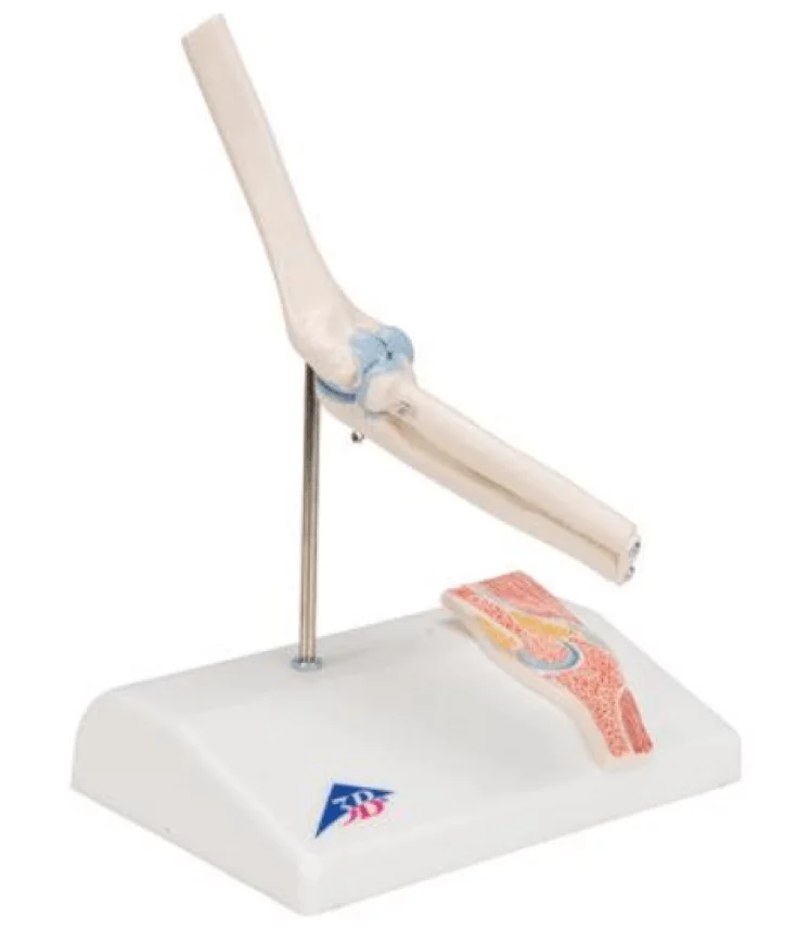  Articulation du coude mini