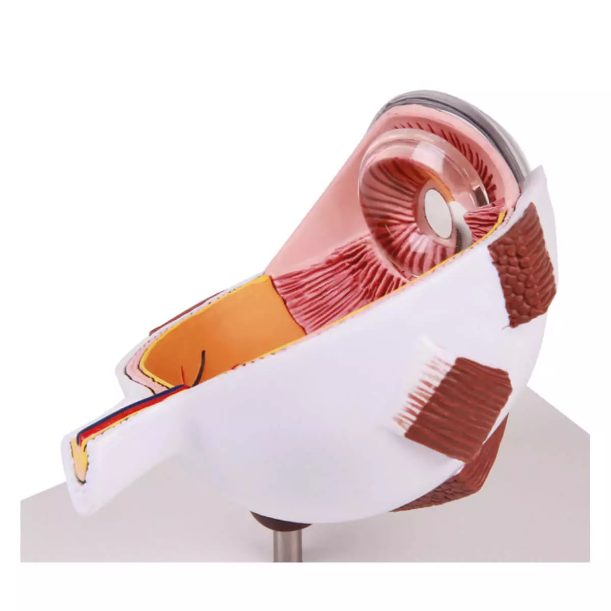  Modèle anatomique d’œil agrandi – EZ Augmented Anatomy